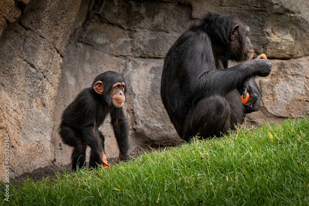 Common Chimpanzee stand eat something