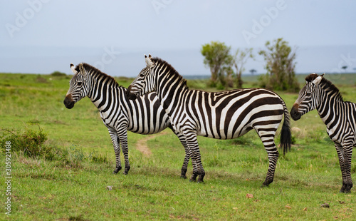 A herd of zebras in Masai Mara