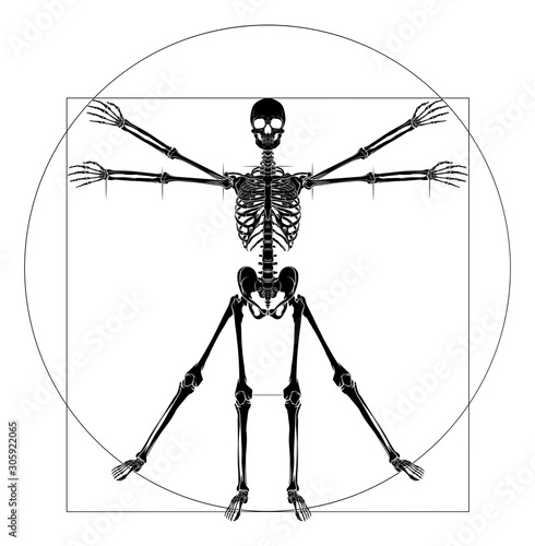 A human skeleton in a Da Vinci Vitruvian man style pose concept