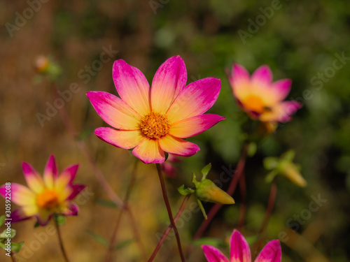 Pretty single Dahlia flowers with pink and yellow petals in an autumn garden