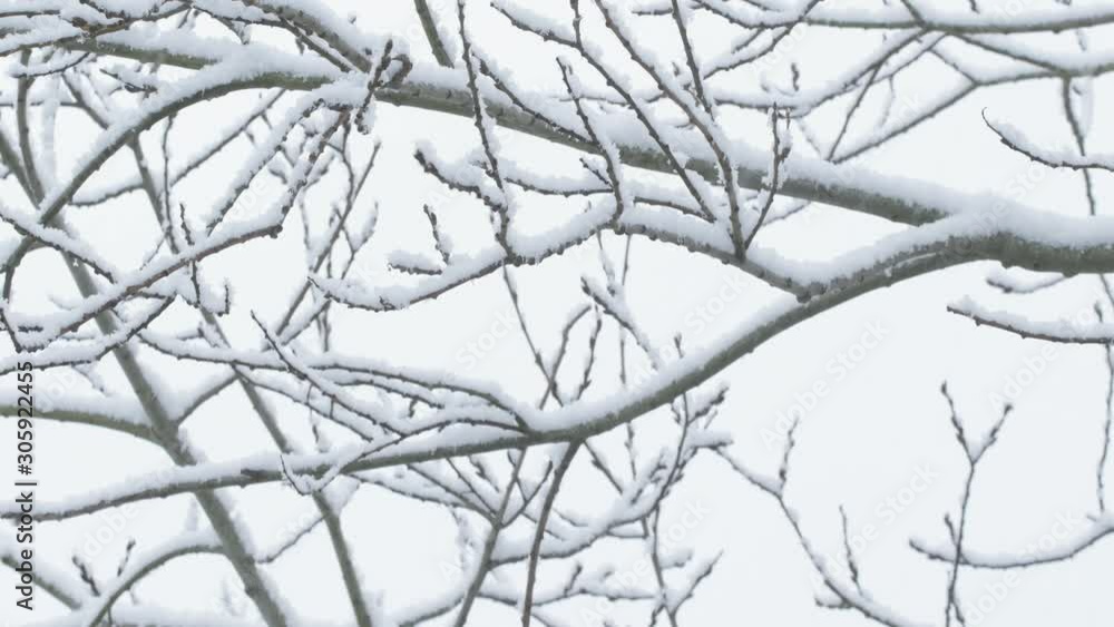 Winter Scene. Snowing On Naked Tree Branches. Winter, Christmas, Nature Concept. Winter Scene. Snowing On Naked Tree Branches. Winter, Christmas, Nature Concept.