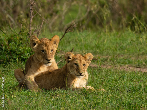 Lion cubs playing and grooming in Masai Mara © fusebulb