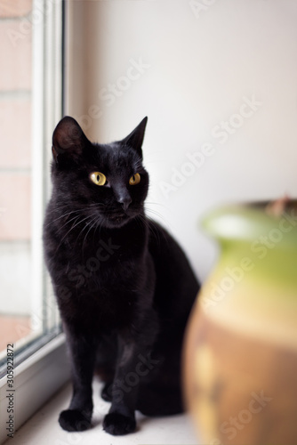 Black shorthair cat looking in window in veterinary clinic. Cat looking for home. Homeless black cat with yellow eyes after sterilization and without fleas and helminths