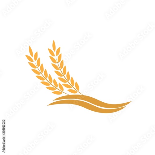 Agriculture wheat Logo Template vector icon
