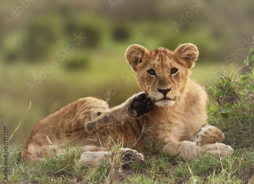 Lion cubs playing and grooming in Masai Mara
