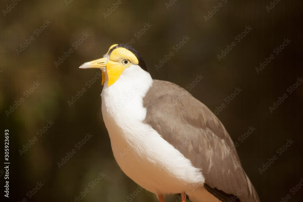 Obraz premium Bird with a yellow head