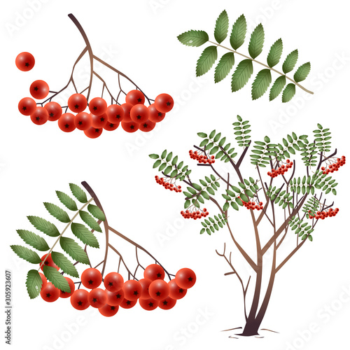 Rowan. Color images of berry, leaf, tree, bush of ashberry on white background. Plants and trees. Vector illustration set.