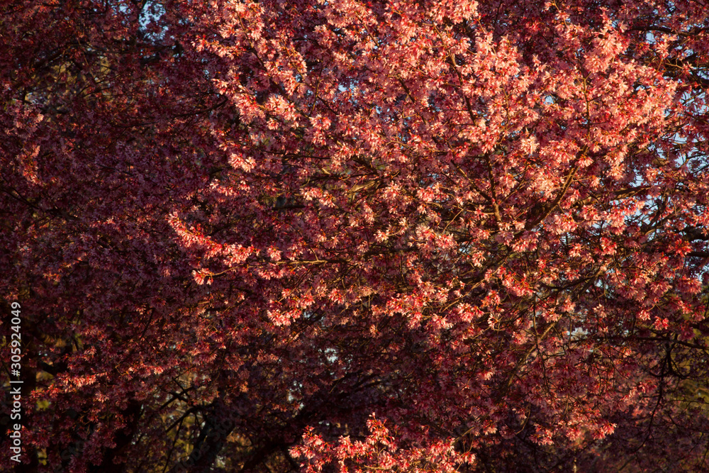 Tree with red leaves outdoors in the sunshine Tree with red leaves outdoors in the sunshine