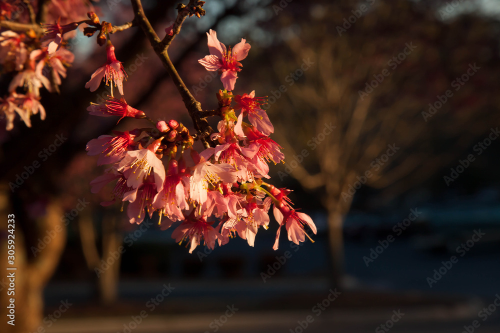 Tree with red leaves outdoors in the sunshine Tree with red leaves outdoors in the sunshine