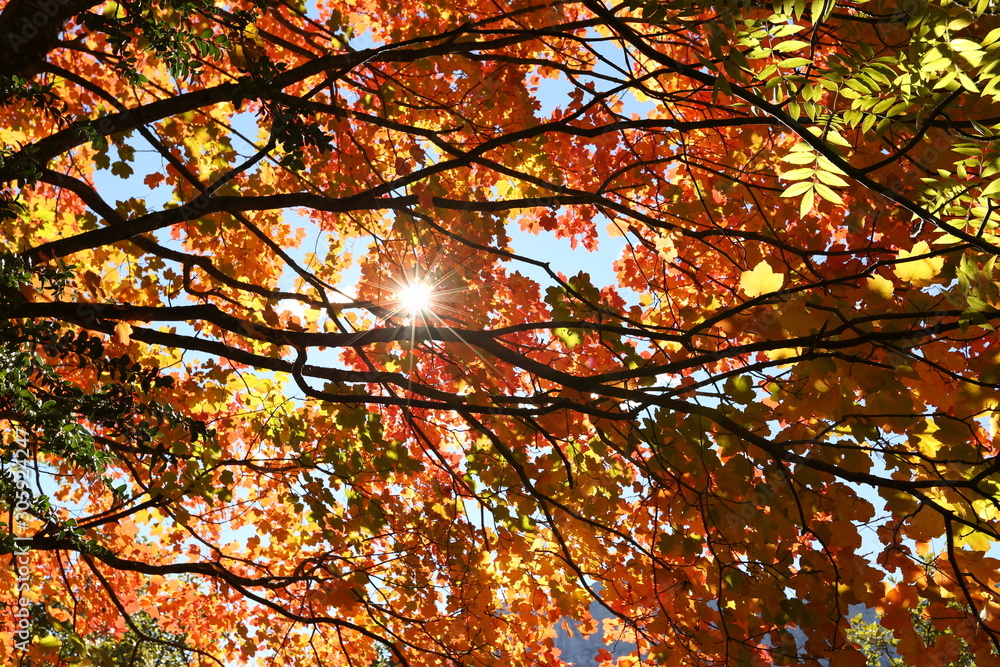 Autumn trees in Escuain Valley, Ordesa and Monte Perdido National Park, Pyrenees, Spain Autumn trees in Escuain Valley, Ordesa and Monte Perdido National Park, Pyrenees, Spain