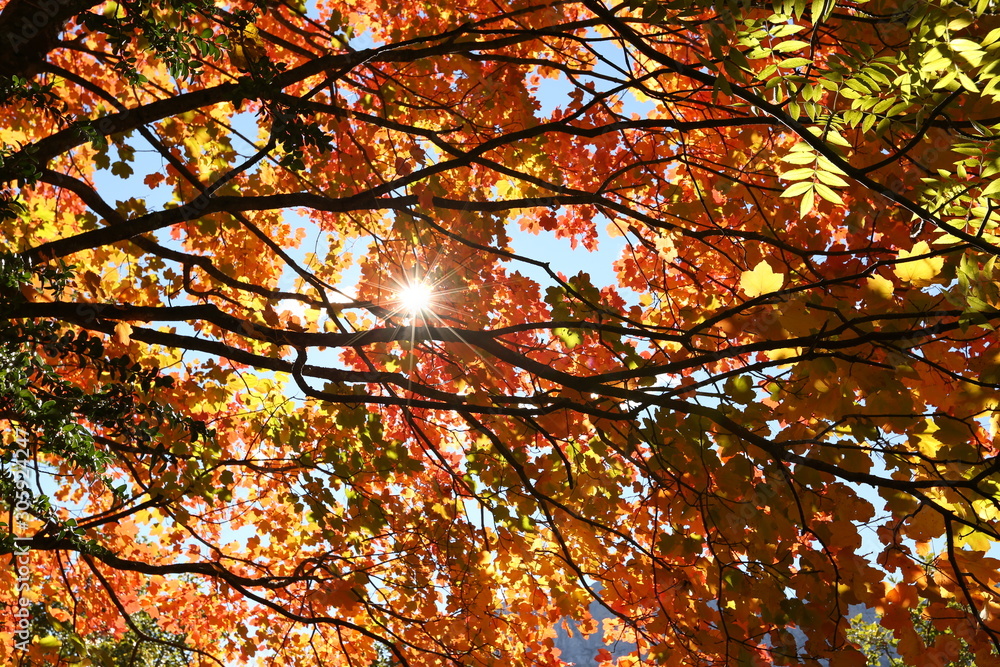 Autumn trees in Escuain Valley, Ordesa and Monte Perdido National Park, Pyrenees, Spain