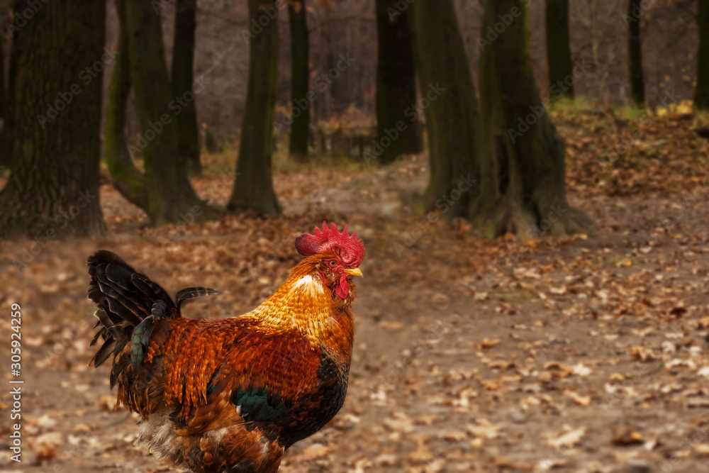 Fototapeta premium Brown Leghorn rooster near forest at sunset