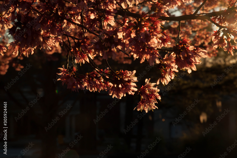 Tree with red leaves outdoors in the sunshine Tree with red leaves outdoors in the sunshine