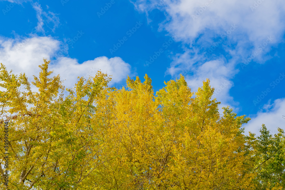 Fototapeta premium イチョウの紅葉