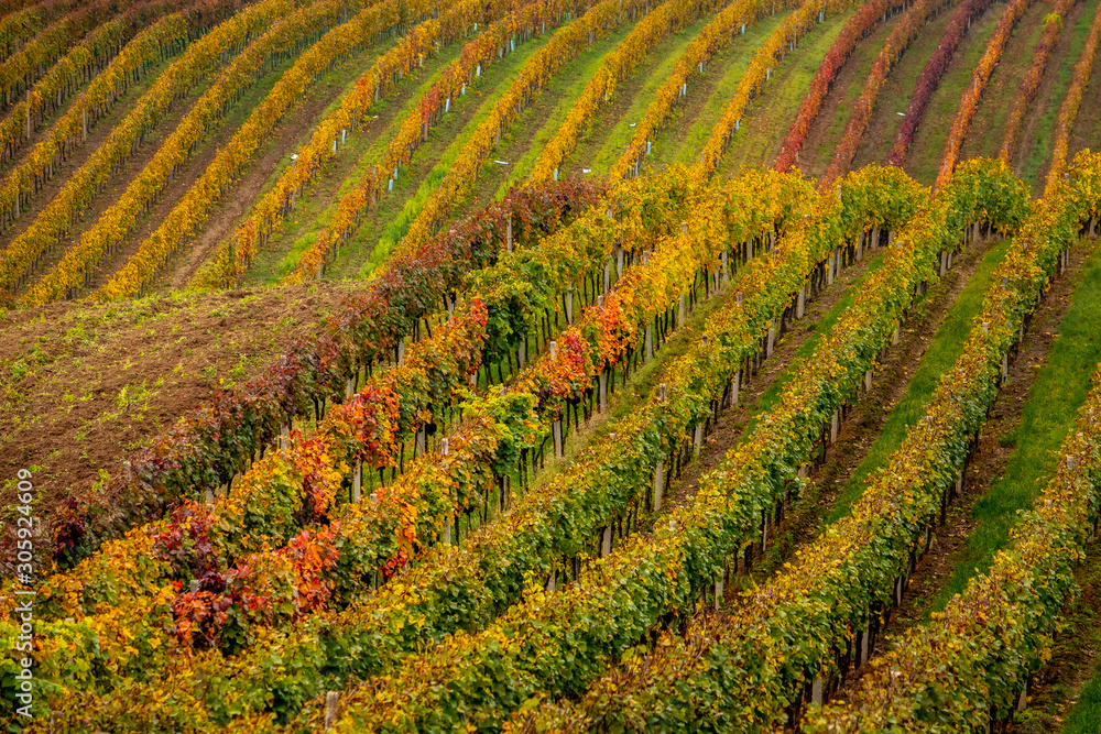 Autumn in Moravian vineyards near Velke Bilovice in Czech Republic