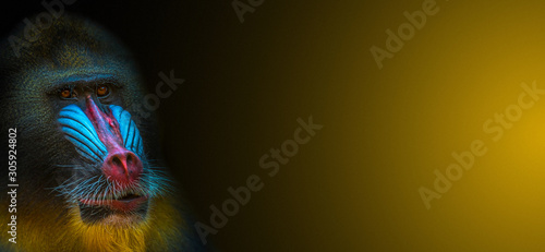 Foto Banner with portrait of African colorful mandrill at black and yellow gradient b