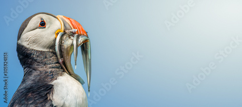 Banner with North Atlantic puffin holding herrings at Faroe island Mykines with direct light and copy space for text, late summer photo