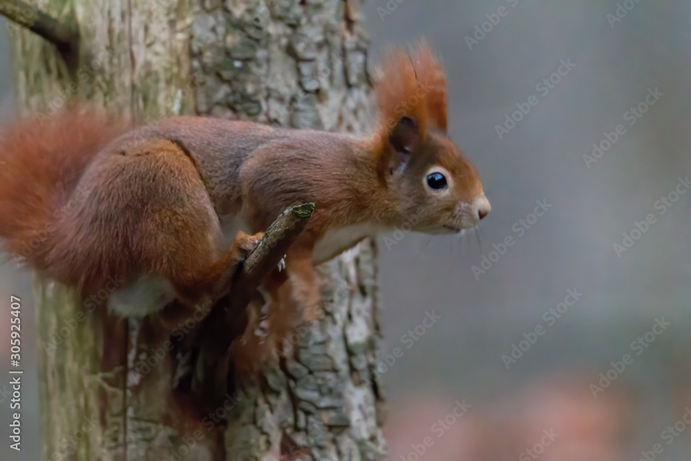 European brown squirrel in winter coat on a branch in the forest European brown squirrel in winter coat on a branch in the forest