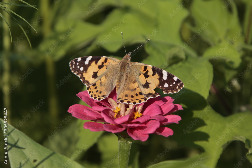 Obraz premium Butterfly on a flower