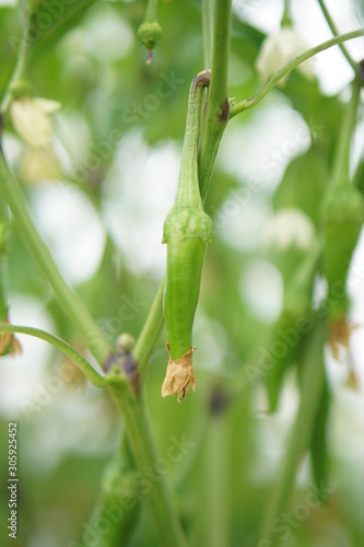 Hot Chilli pepper Cayenne