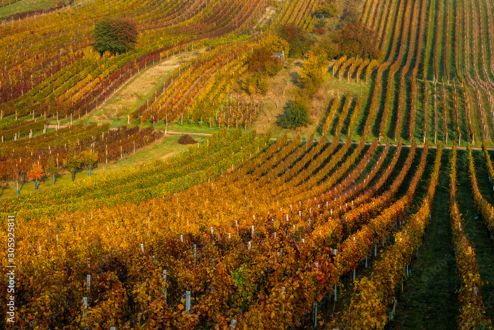 Autumn in Moravian vineyards near Velke Bilovice in Czech Republic