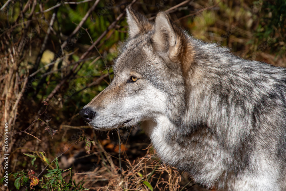 A side view closeup of a timber wolf's head as he stares into the forest A side view closeup of a timber wolf's head as he stares into the forest