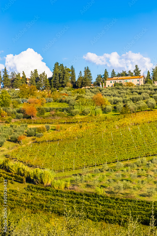 vineyards in autumn, Tuscany, Italy 