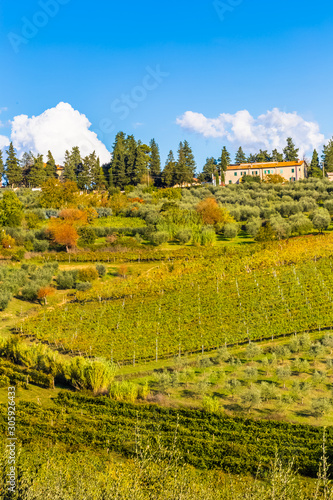 vineyards in autumn  Tuscany  Italy 