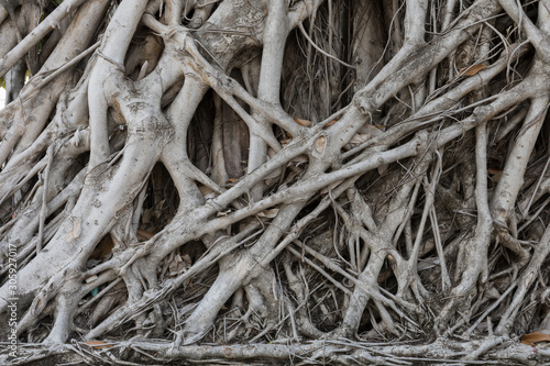 The background image is the root of a Banyan tree, Bodhi tree. © WIROT