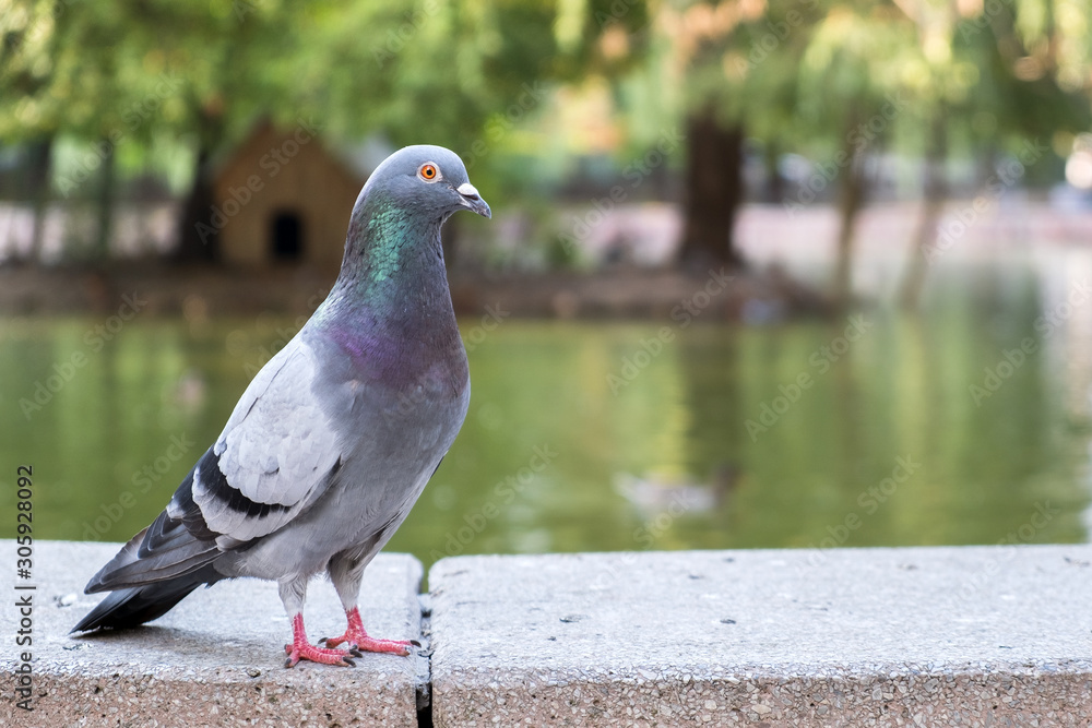 Gray dove bird outdoors in a city park. Gray dove bird outdoors in a city park.