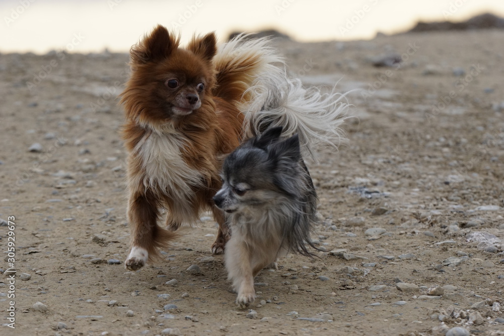 Fototapeta premium Chihuahua am See