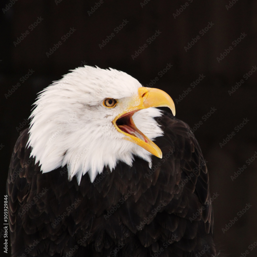 Closeup proud eagle head with yellow eyes and feathers on black background Closeup proud eagle head with yellow eyes and feathers on black background