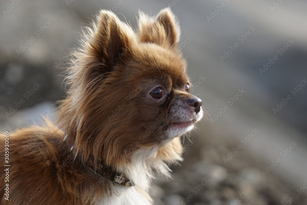 Fototapeta premium Chihuahua am See