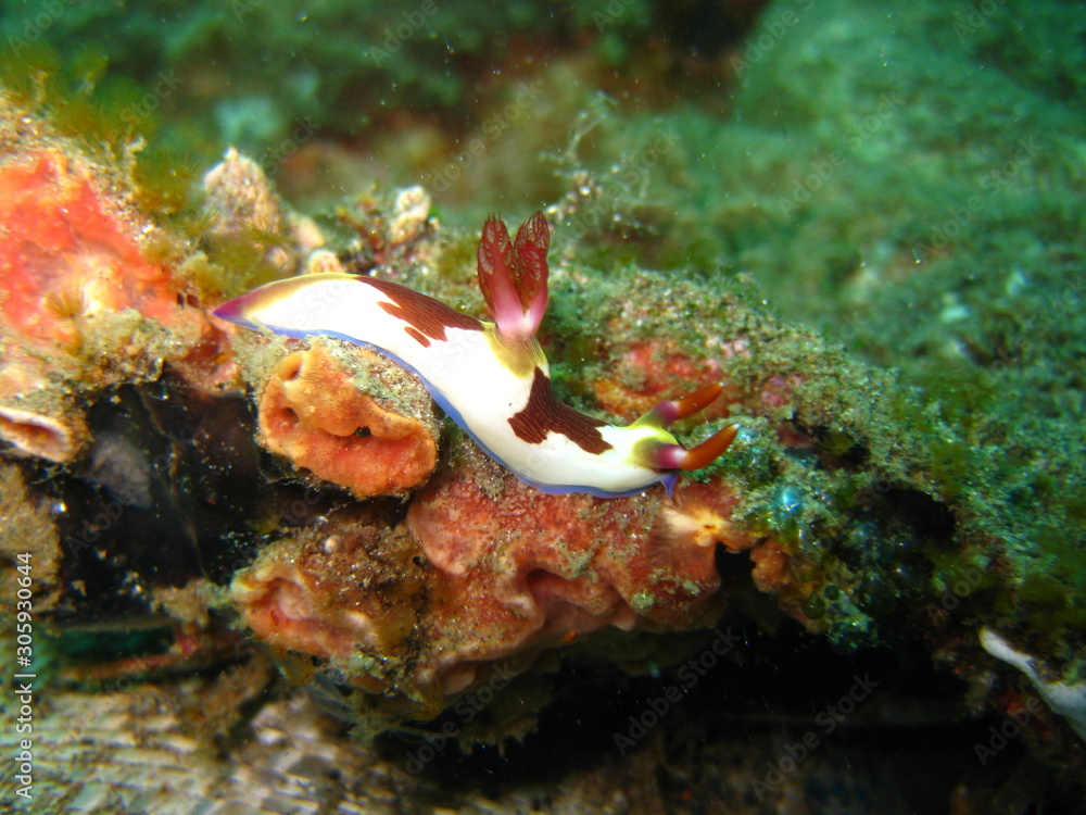 Meeresschnecke