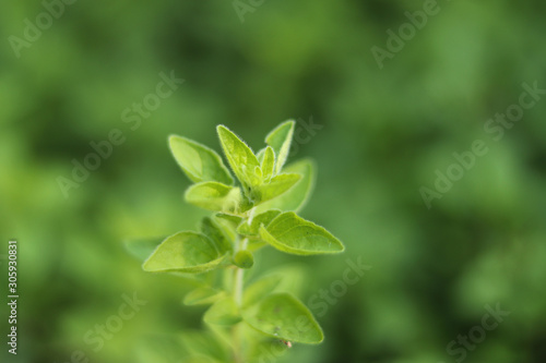 Fresh Oregano Herb