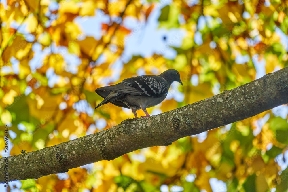 Obraz premium bird