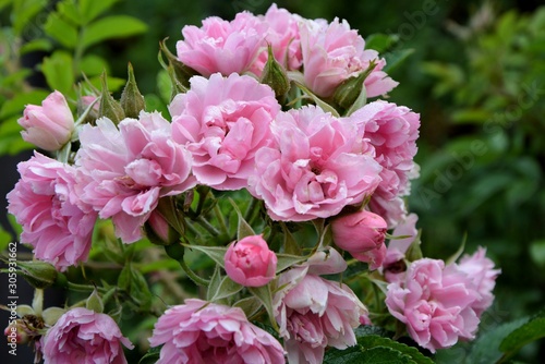 Delicate pink roses in the garden close-up