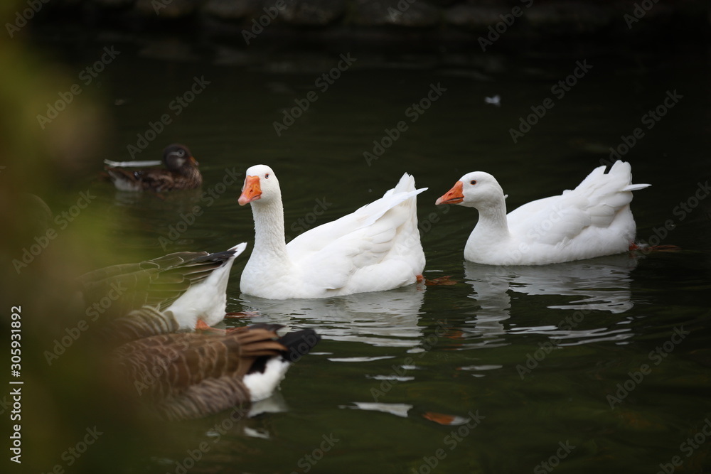 white ducks and cygnets white ducks and cygnets