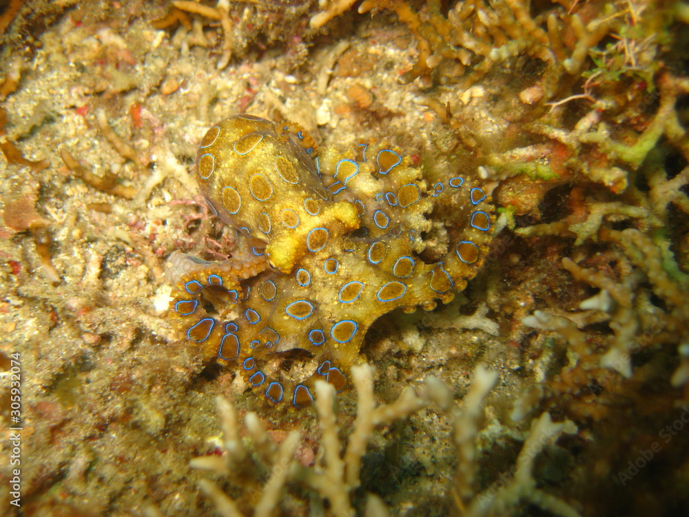 Blauring-Oktopus