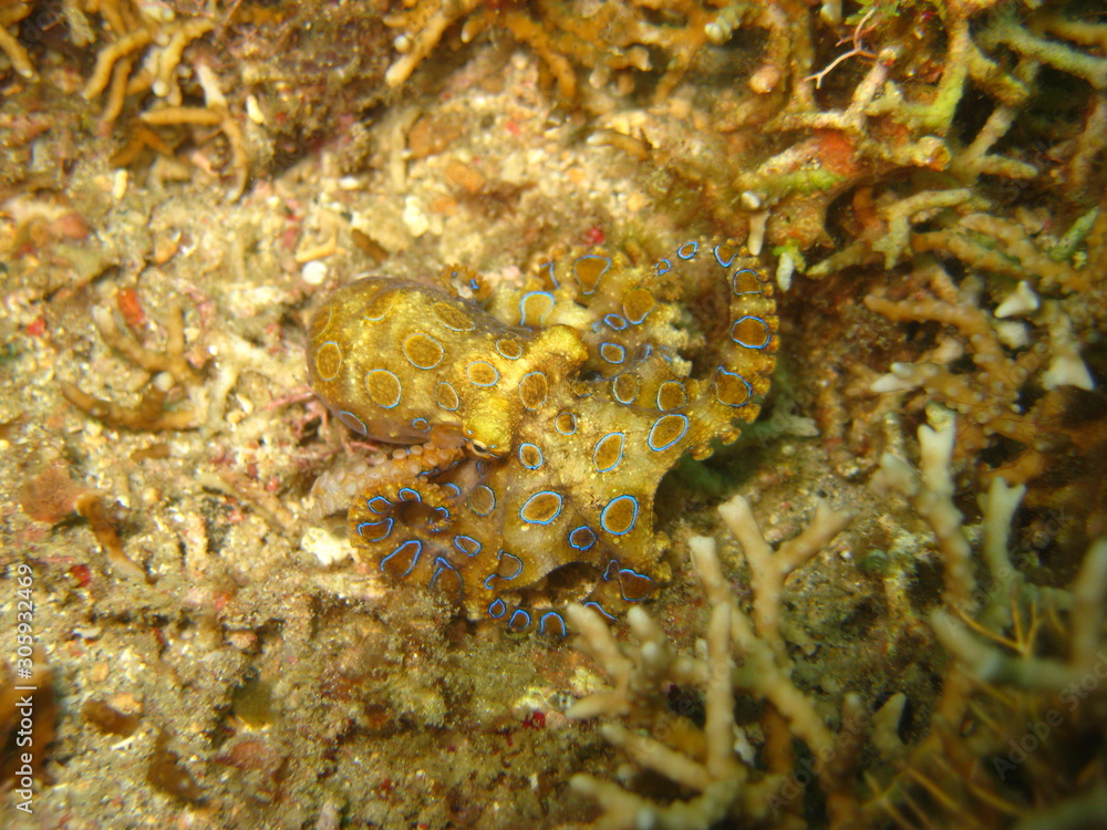 Blauringoctopus