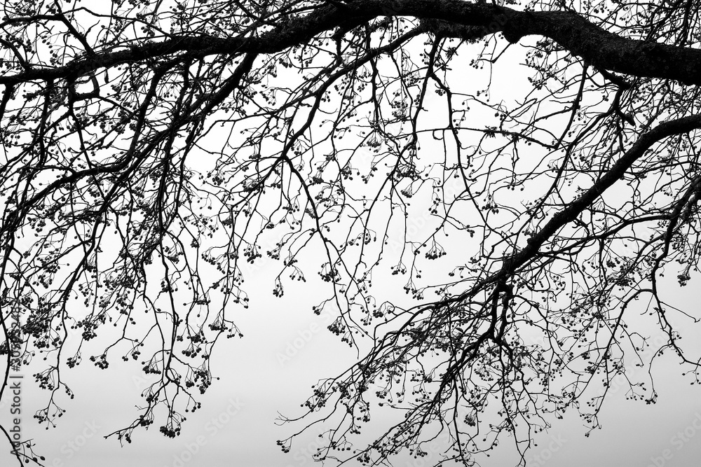 Silhouette of bare tree branch with berries.