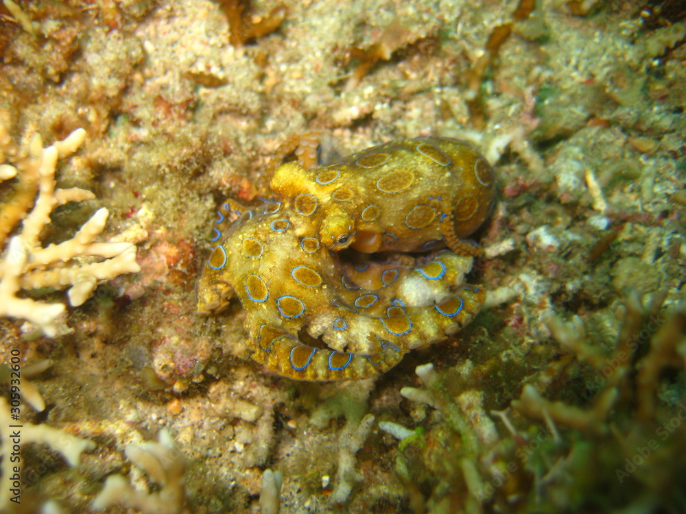 Blauringoctopus