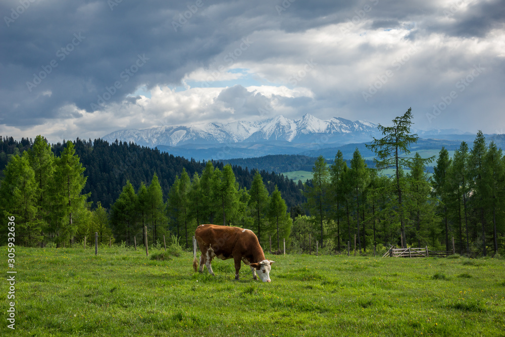 Cow on the background of snowy Tatra mountains.from Czorsztyn, Malopolskie, Poland
