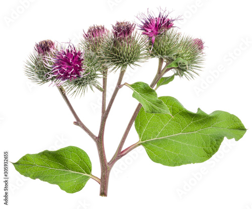 Photos Prickly heads of burdock flowers isolated on white background.