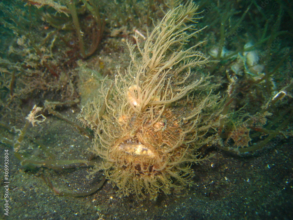 Anglerfisch