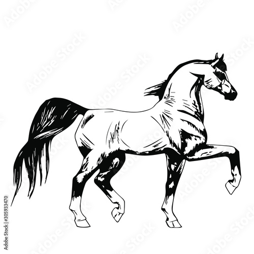 Hand drawn horse vector isolated on a transparent background