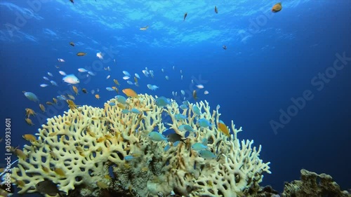 Marine Coral Garden Blue Orange Fish. Underwater fish reef blue-green chromis (Chromis viridis) and fire corals. Tropical colourful underwater seascape. Underwater reef. Reef coral scene. Coral garden photo