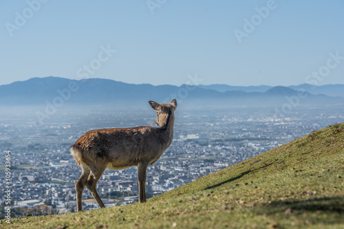 Konstfotografi 鹿