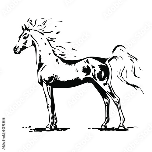 Hand drawn horse vector isolated on a transparent background