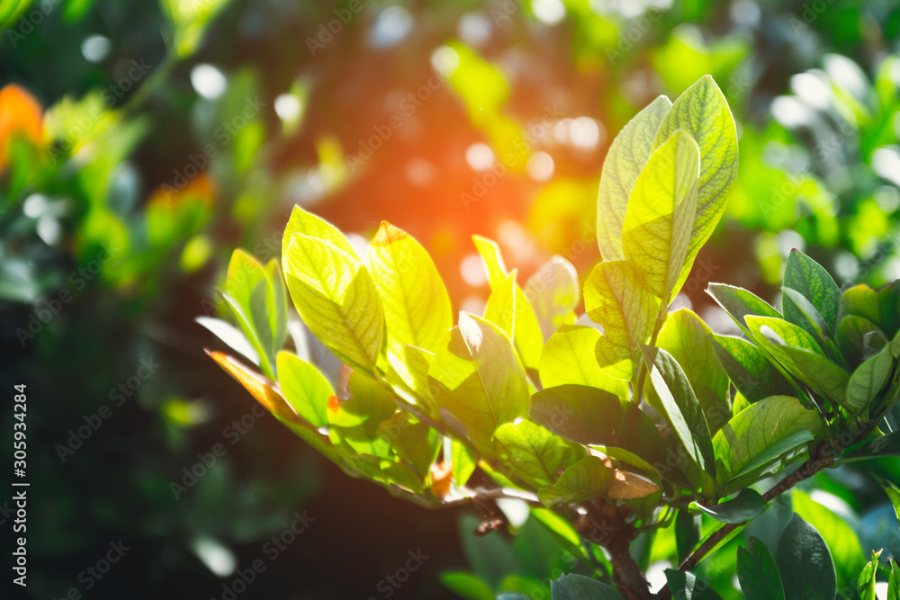 Save the planet. Ecology and plants.Fresh green bush plants in the sunlight in summer